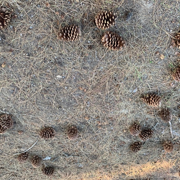 Pinecones - Picture 3 of 4